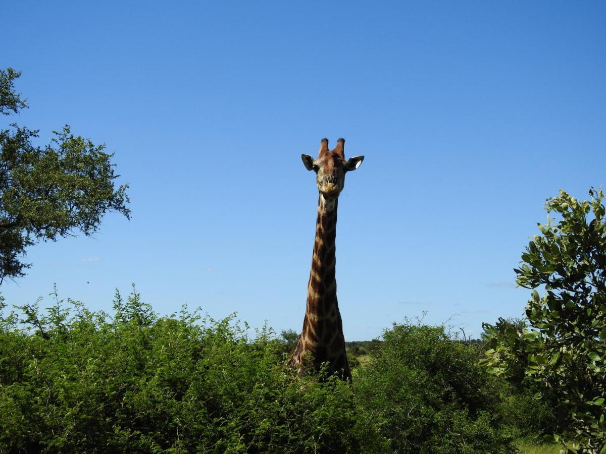 African Dream Tour Lodge *