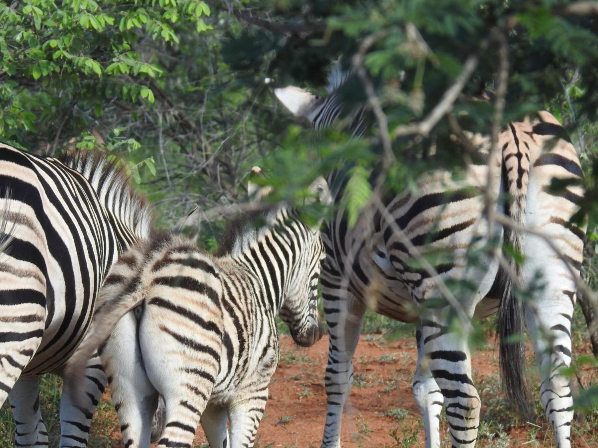 Lodge African Dream Tour