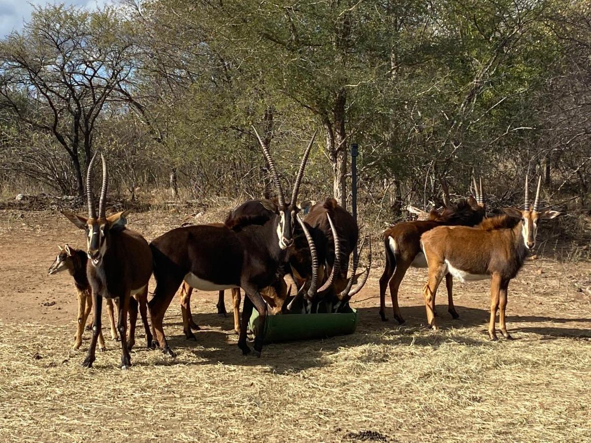 African Dream Tour * Hoedspruit