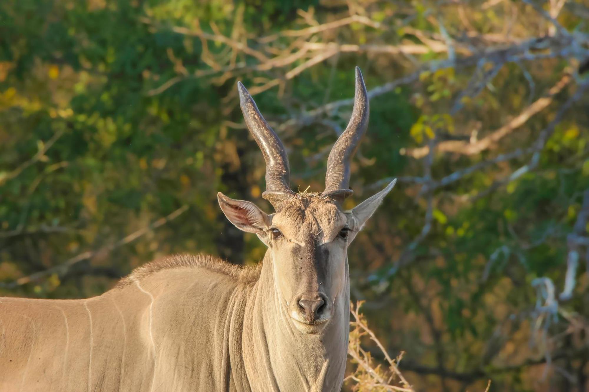 Lodge African Dream Tour *