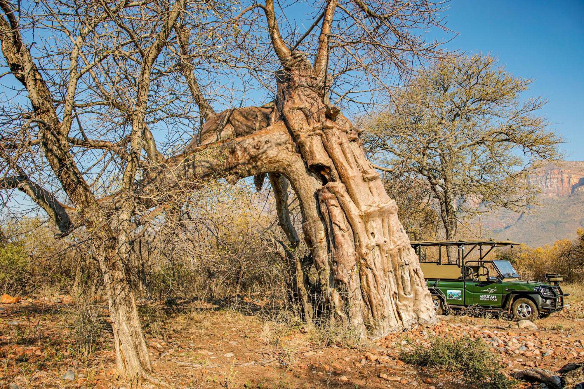 Lodge African Dream Tour *